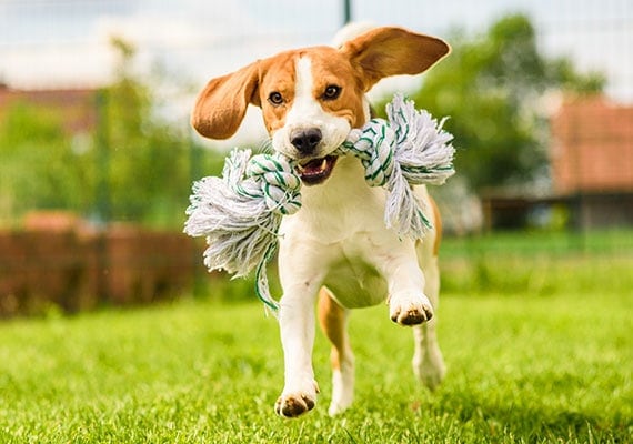 Cachorro Beagle corriendo por el patio con juguete de cuerda en la boca