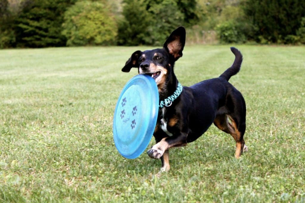 frisbee para perro, frisbee para perros, frisbees para perros, mejor frisbee para perros