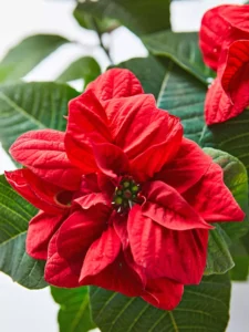 poinsettia colores, cÃ³mo cuidar la poinsettia en invierno, planta roja de navidad, poinsettia hojas rojas, planta roja de navidad

