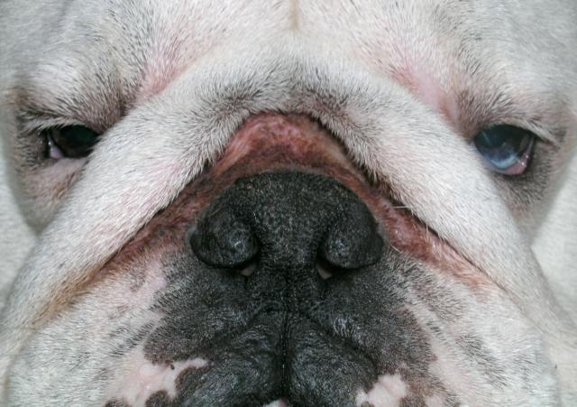 limpiar arrugas bulldog ingles, arrugas bulldog irritadas, limpiar arrugas bulldog frances, como limpiar arrugas bulldog ingles, limpiar perros, lavar perros, lavado perros, como lavar a un perro