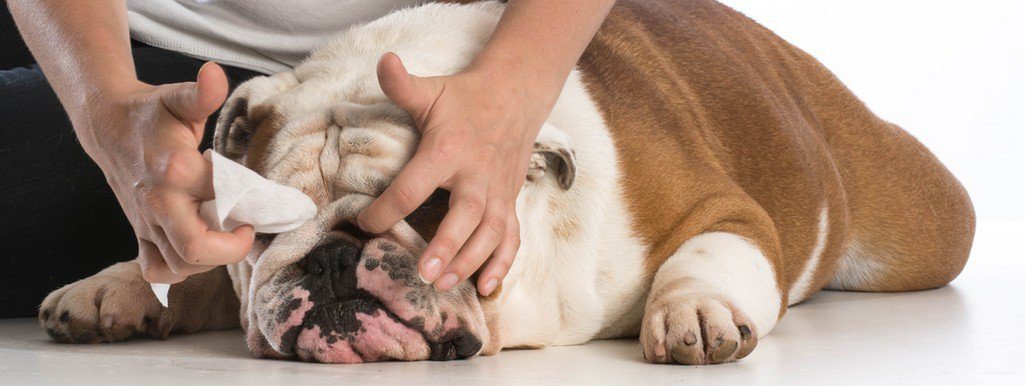 limpiar arrugas bulldog ingles, arrugas bulldog irritadas, limpiar arrugas bulldog frances, como limpiar arrugas bulldog ingles, limpiar perros, lavar perros, lavado perros, como lavar a un perro