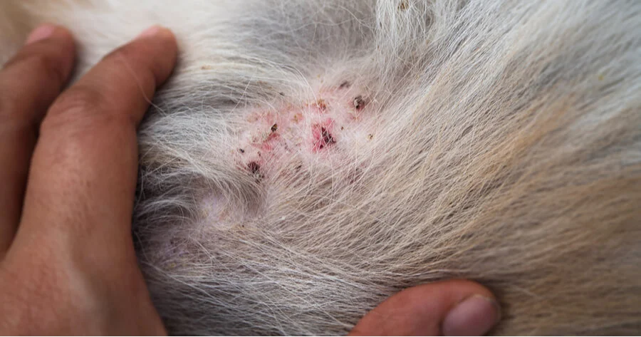 mi perro tiene heridas en la piel, heridas piel perros, heridas perros piel, lesiones en la piel de los perros por pulgas