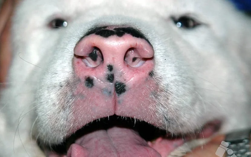 nariz de nieve perros, nariz rosa perros,