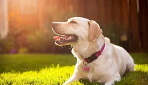 crema solar para perros, protector solar perros, gafas de sol para perros