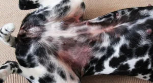 perro con dermatitis atopica, dermatitis húmeda en perros, dermatitis eczema en perros, dermatitis perros patas